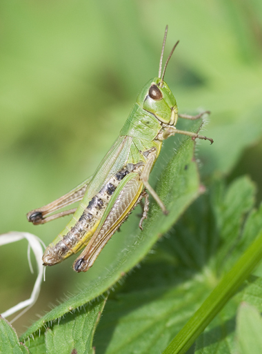 Chorthippus parallelus